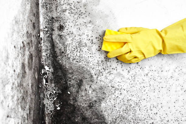 Mold Removal and Inspection in Edmonton, KY